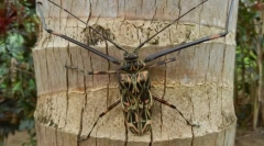 Brazilský dlouho legged harlekýn